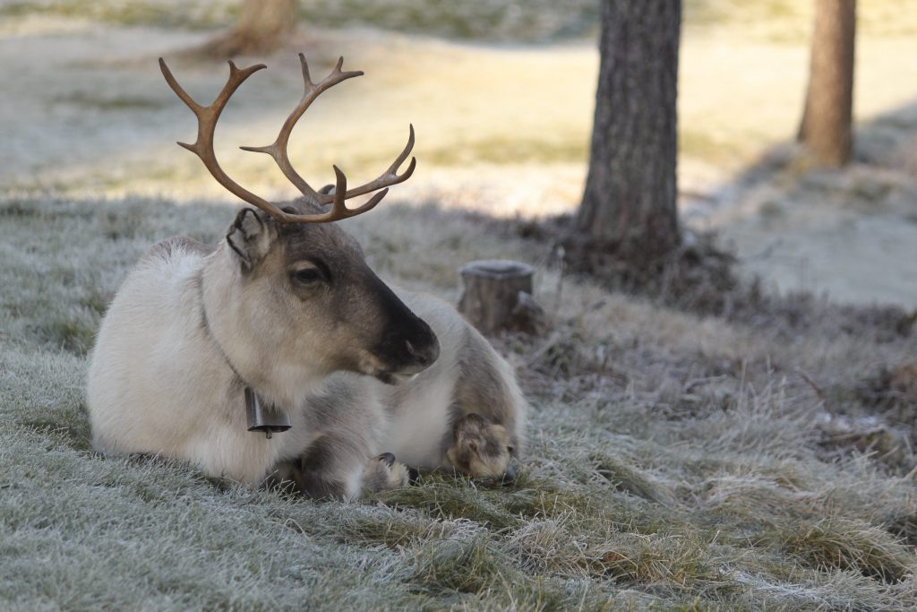 helsinki reindeer tour